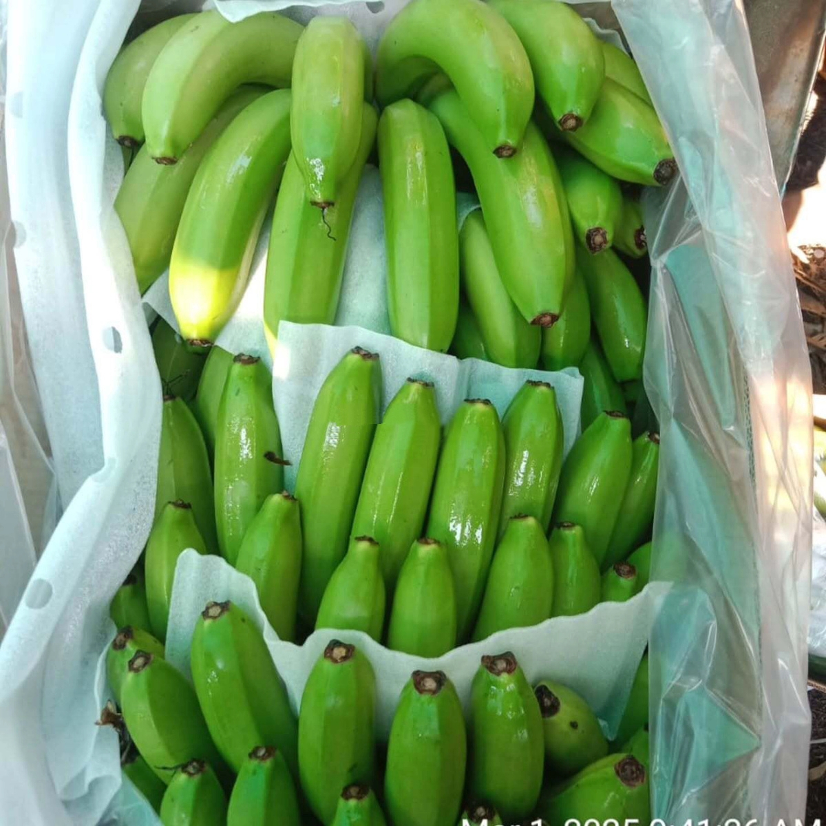 High Quality Fresh Indian Cavendish Premium Bananas Hot Selling Export Grade Cavendish Bananas - Image 5