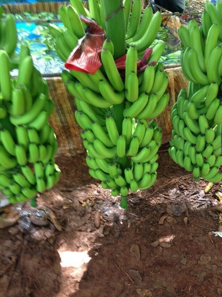 HIGH QUALITY CAVENDISH BANANA FROM AFRICA - Image 2