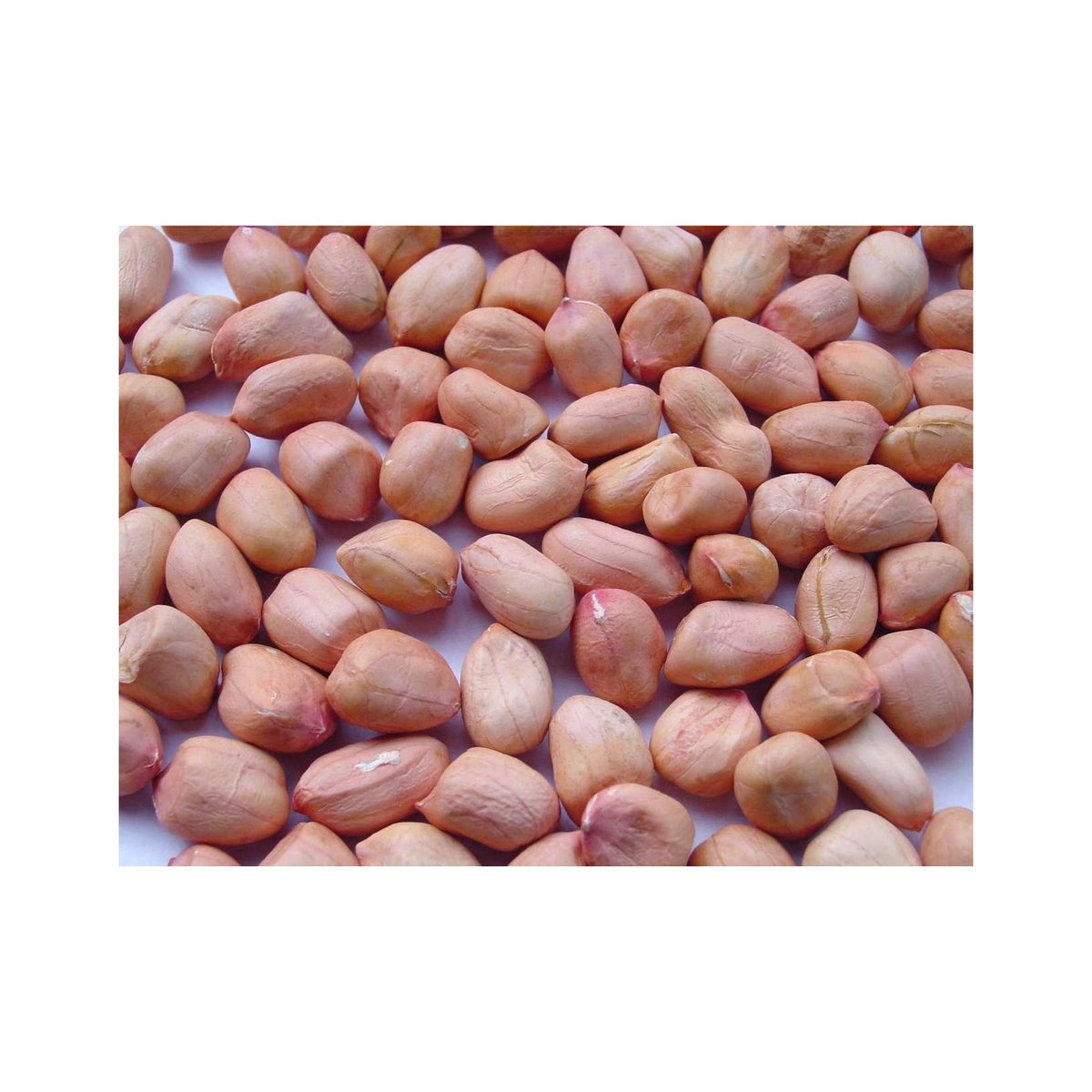 High Quality Organic Roasted Raw Java Peanuts Fresh Blanched Peanut Kernels Bold Organic Blanched Red Peanuts for Snacks - Image 2