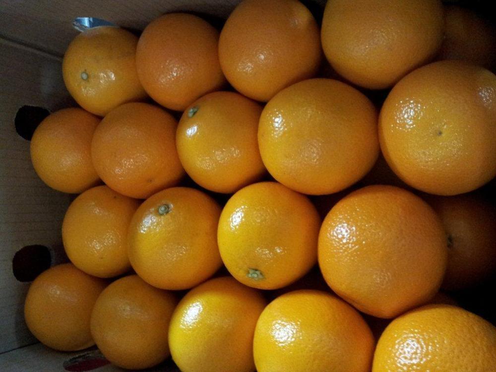 HIGH QUALITY MIDKNIGHT FRESH SWEET VALENCIA ORANGES for WHOLESALE - Image 4