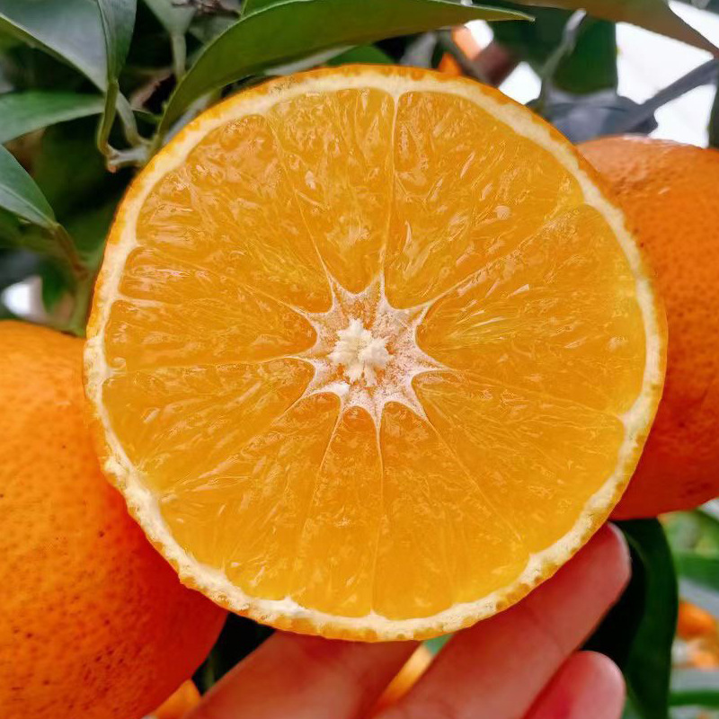 Best-selling Australian Fresh Citrus Fruit Exporter Natural Sweet Delicious Fresh Navel Orange - Image 5