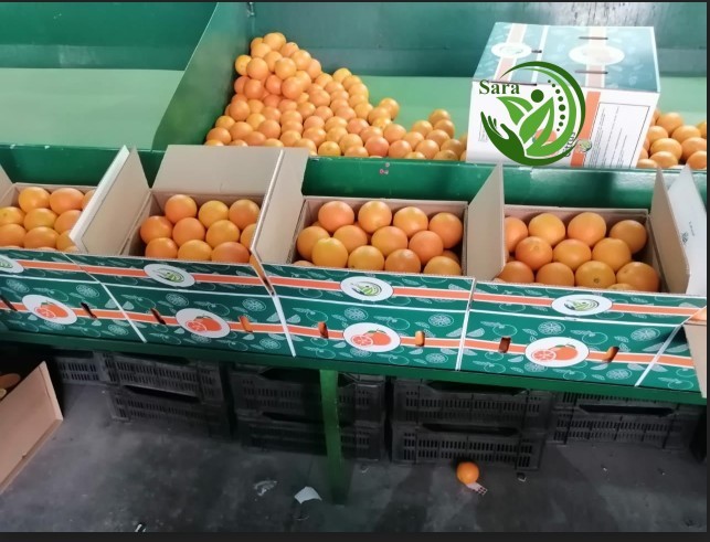 Fresh Valencia & Navel Organic Oranges Juicy Sweet Citrus High Quality From Egypt - Image 3