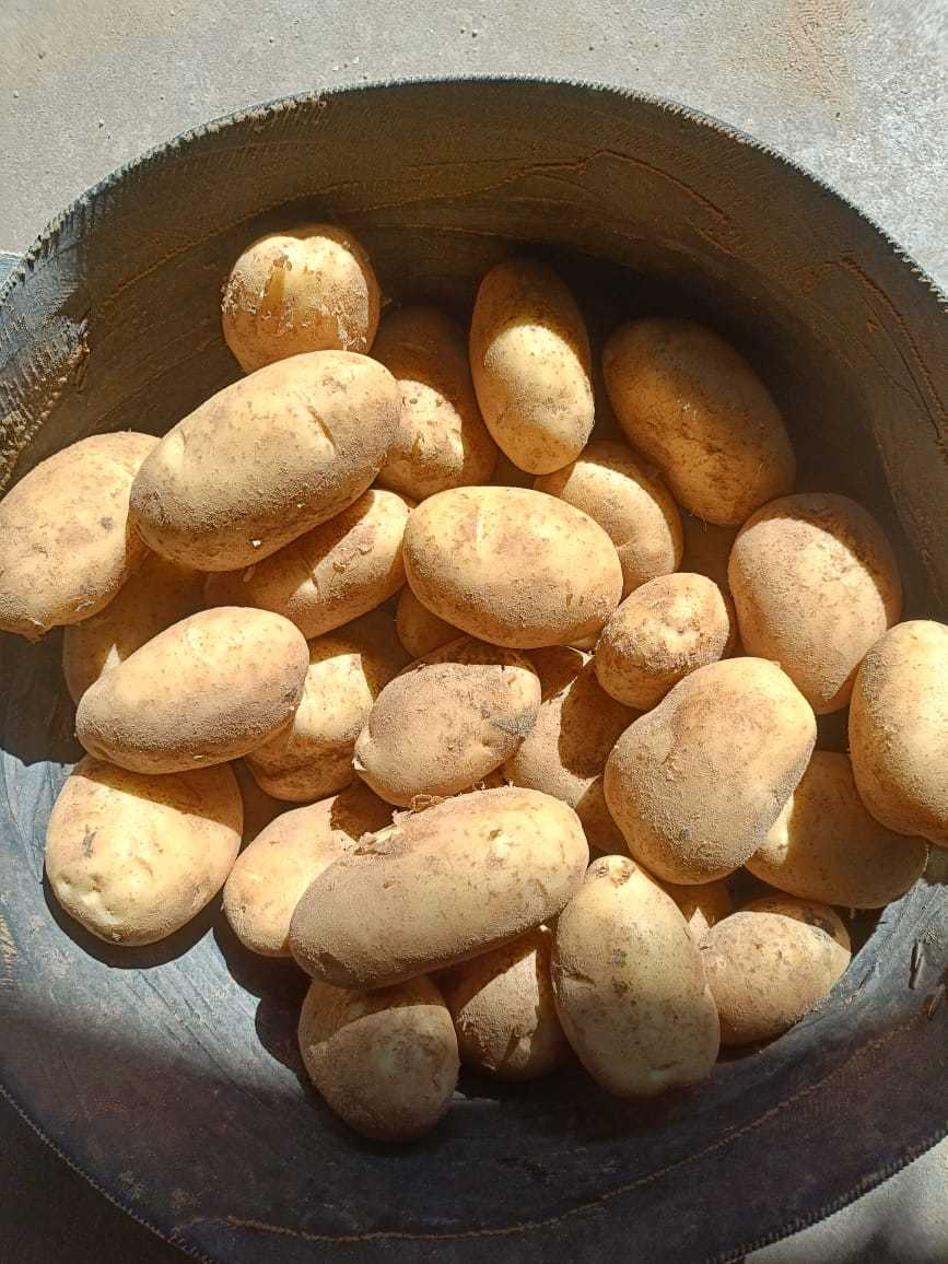High Quality Fresh Potato Packed with Carton Egypt Factory Directly Export - Image 4
