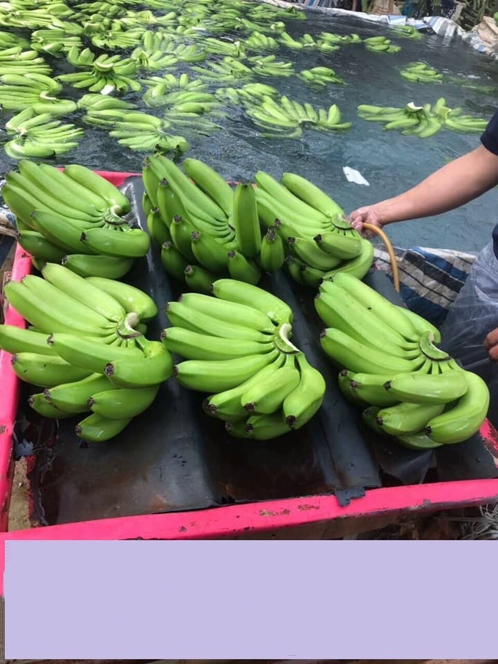 THE PREMIUM FRESH BANANA CANVENDISH FROM AFRICA for SALE/ HOT Selling FRESH BANANA CAVENDISH - Image 2
