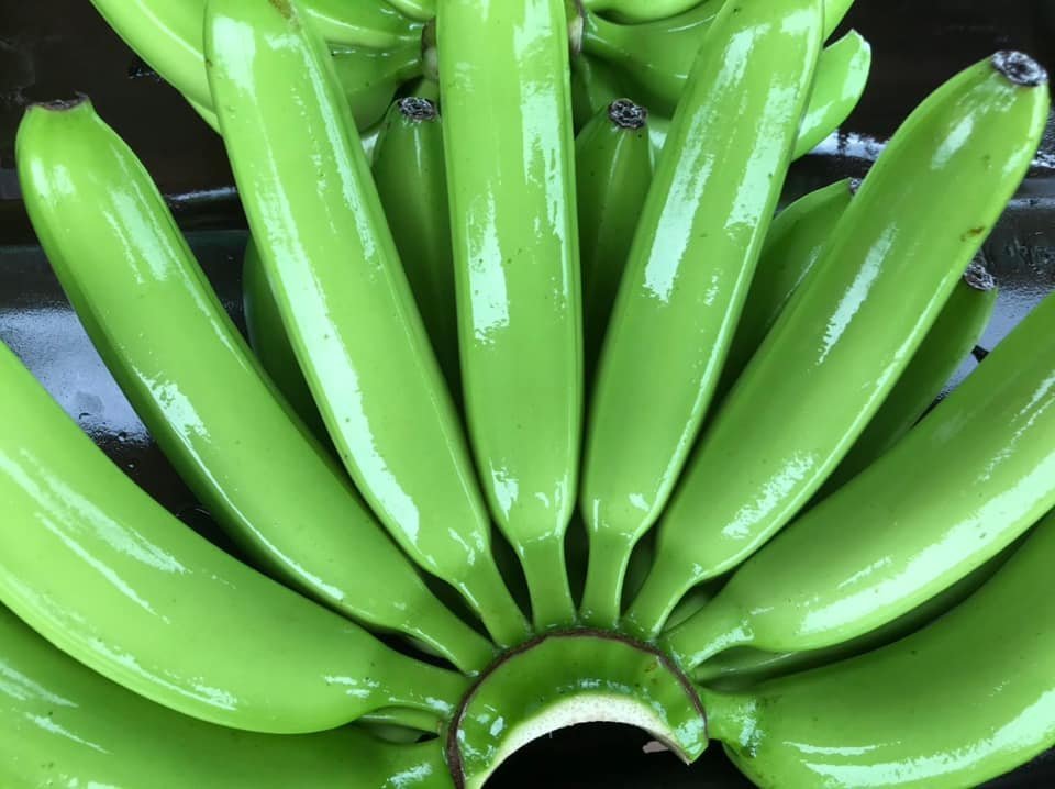 FRESH BANANA NEW SEASON for EXPORTING / AMBER - Image 3