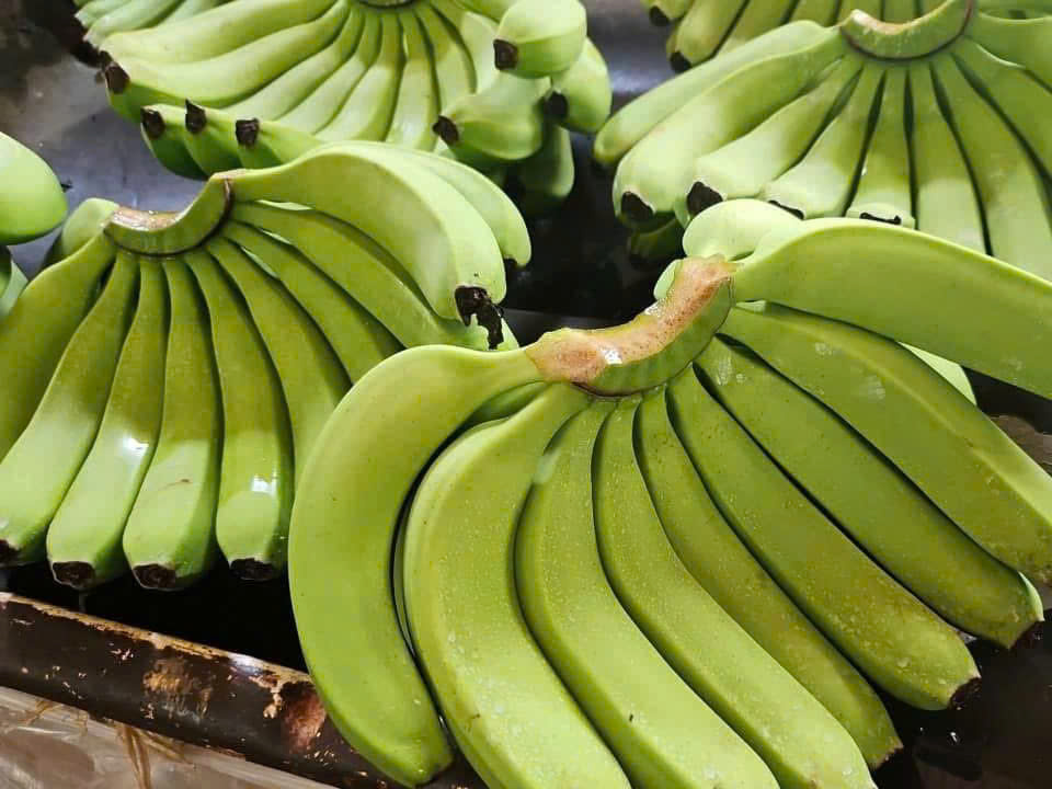 Ripe Cavendish Banana Fresh Sweet Yellow Fruit Ready to Eat for Local Market and Immediate Consumption Bulk - Image 4