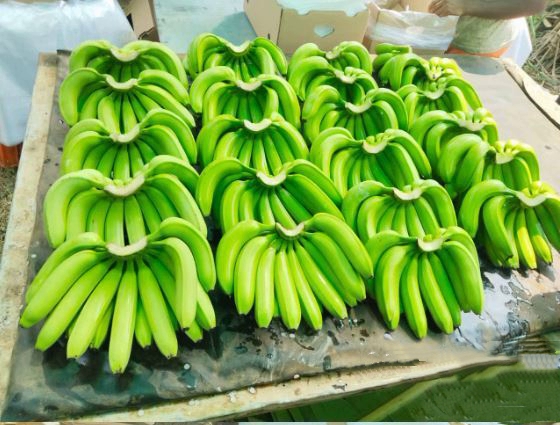 High Quality Fresh Organic Green Banana for Cooking 2 to 4 Weeks Shelf Life Healthy Top Grade From Africa Exporter Bulk Price - Image 2