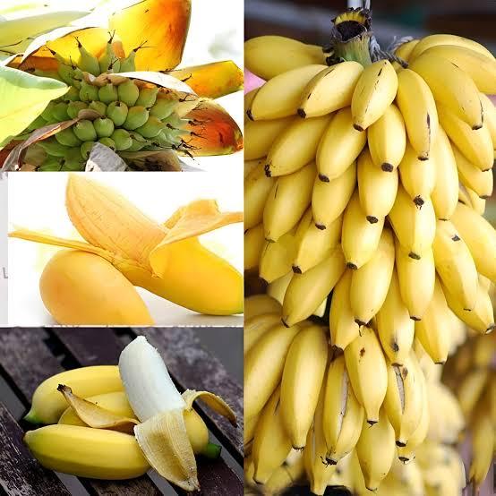 Premium Fresh Elaki Bananas Naturally Sweet Healthy Fruit for Daily Consumption and Bulk Wholesale Supply - Image 5
