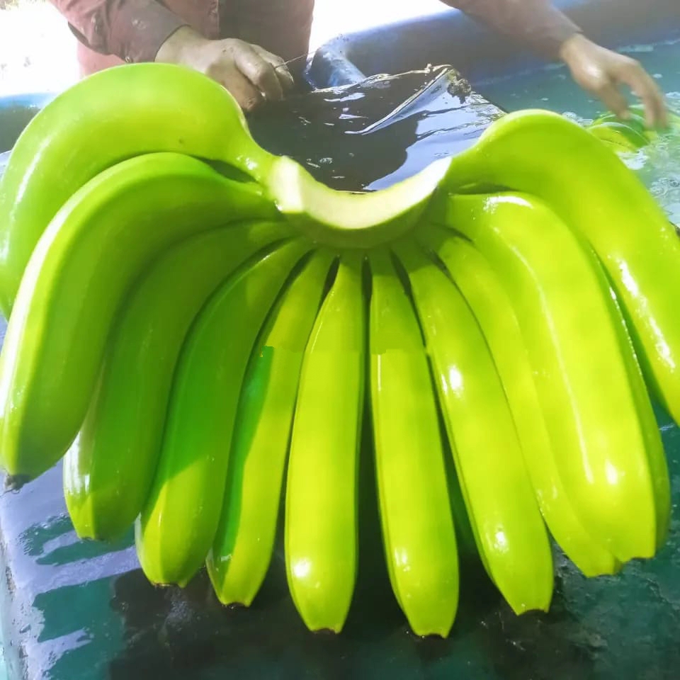 High Quality Fresh Indian Cavendish Premium Bananas Hot Selling Export Grade Cavendish Bananas - Image 4