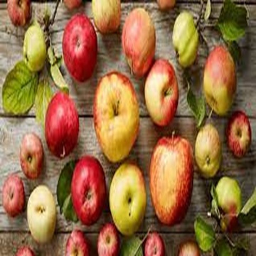 Customer Favorite Royal Gala Apples for Sale at Wholesale Prices - Image 3