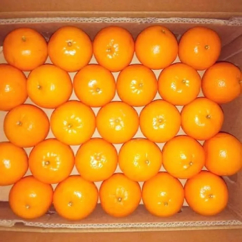 Best Selling and High Premium Fresh Valencia Oranges Fresh 100% Natural Pure Healthy Valencia Orange for Sale - Image 6