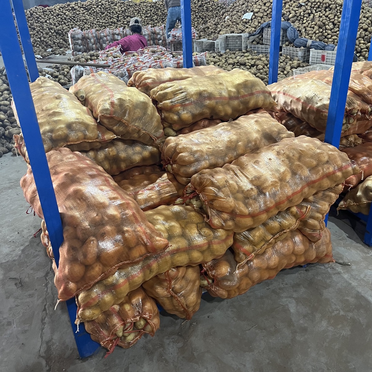 Wholesale New Season Yellow Potato Factory Cheap Price 85-150g 100-200g Holland Potato 10kg 20kg Packing - Image 4