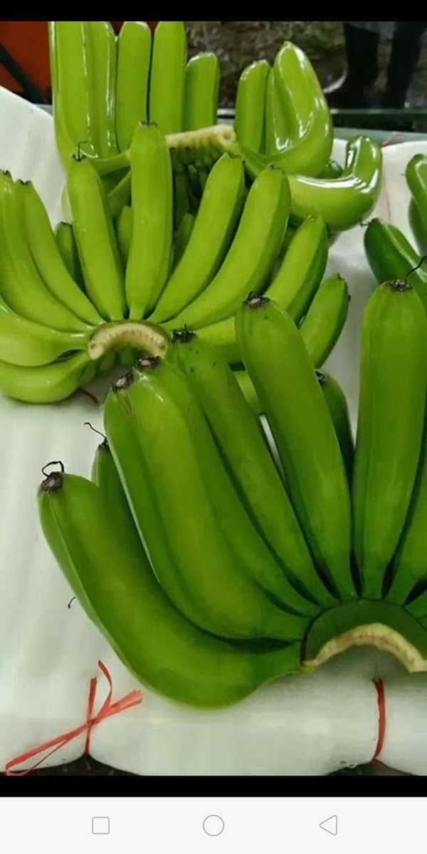 FRESH BANANA NEW SEASON for EXPORTING / AMBER - Image 4