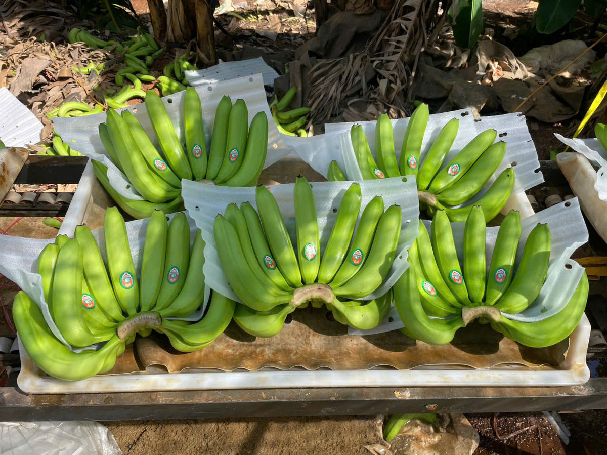 Ripe Cavendish Banana Fresh Sweet Yellow Fruit Ready to Eat for Local Market and Immediate Consumption Bulk - Image 5