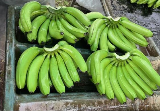 High Quality Fresh Organic Green Banana for Cooking 2 to 4 Weeks Shelf Life Healthy Top Grade From Africa Exporter Bulk Price - Image 6