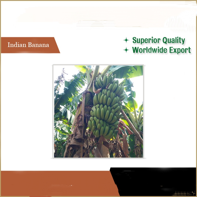 Reputed Seller Offers Market Price Fresh Cavendish Bananas Common Green Plantain Cultivation Variety - Image 2