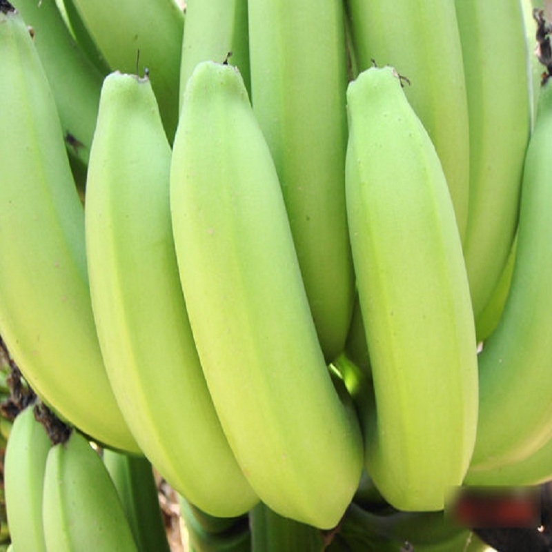 Cavendish Banana - Fresh Green Banana - Fresh Fruit and Vegetables From Africa With Best Price - Image 6