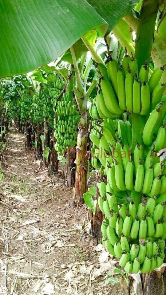 High Quality Fresh Indian Cavendish Premium Bananas Hot Selling Export Grade Cavendish Bananas - Image 6