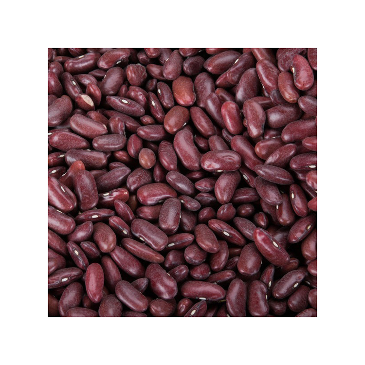 Highest quality Natural Dry Red & White Beans Good Price Africa Product Bulk Red Skirt Kidney Bean for food