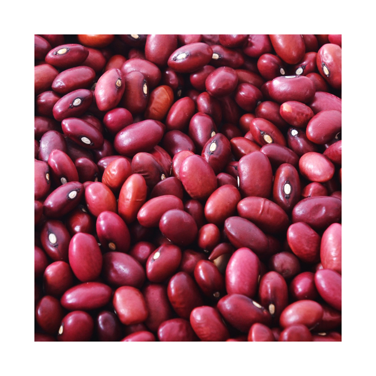 New Crop Organic Bulk Dried Red Kidney Beans at a Very Cheap Wholesale Rate
