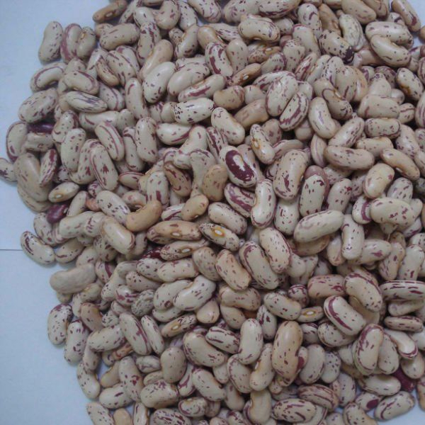 Dried Kidney Beans Light Speckled High Quality Raw Bulk Packaged Common Cultivation Type 25kg/50kg Bag Markco Polo 100% Pure