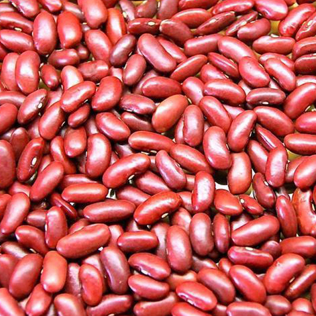 High Quality Organic Bulk Dark Red Kidney Beans Long Shape