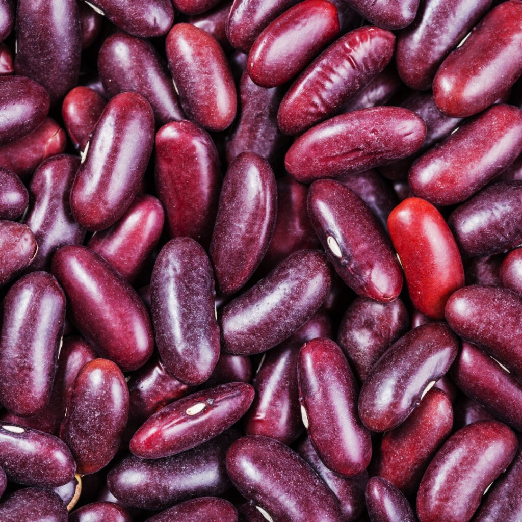 Organic Farm Harvested Red Kidney Bean In Bulk Packing With Quality Control For Wholesale Buyers And Food Import
