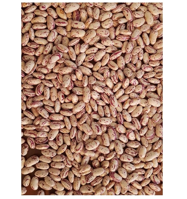 High Quality Healthy Light Speckled Kidney Beans for Sale