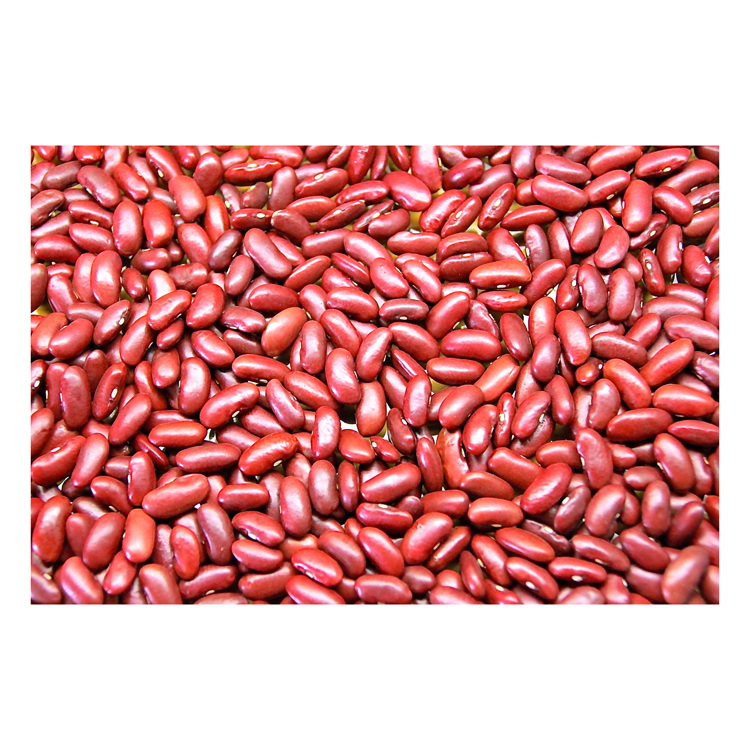 Fast Delivery Fresh Organic Red Kidney Beans Premium Grade High Nutritional Content for Large Scale Orders Steady Distribution