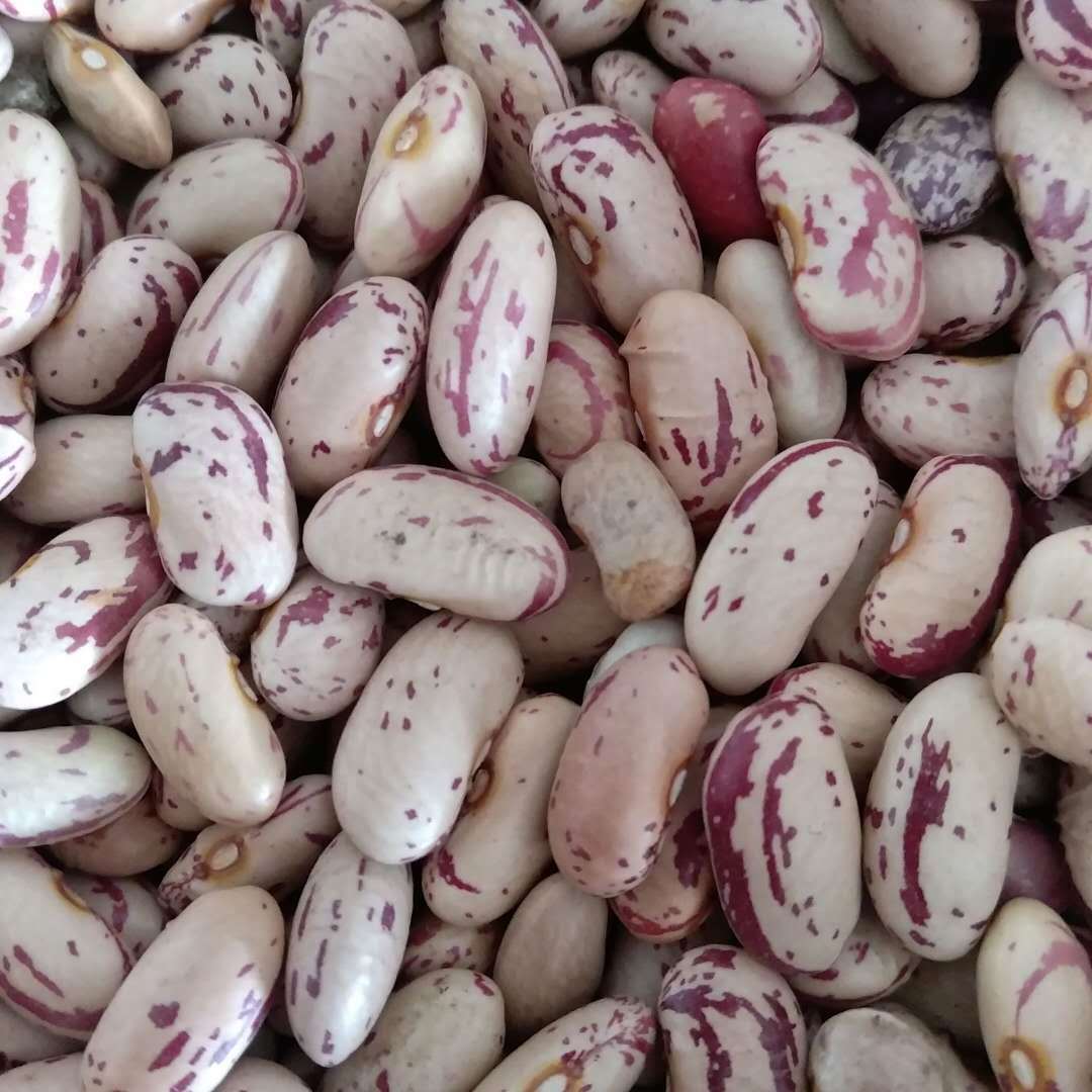 Light Speckled Kidney Beans Farm Fresh Carefully Sorted Whole Beans Rich In Plant Protein For Wholesale Food Ingredient Supply - Image 5